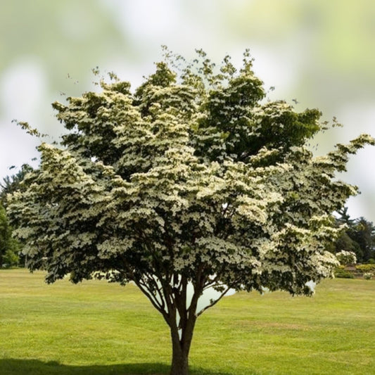 Kousa Dogwood Tree Seedlings 1-2ft Flowering Tree Cornus kousa Live Bare Root Plant Starter Tree