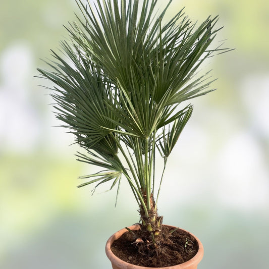 Mediterranean Fan Palm Seeds Chamaerops humilis Drought Tolerant Ornamental Garden Plant Starter 10 Seeds