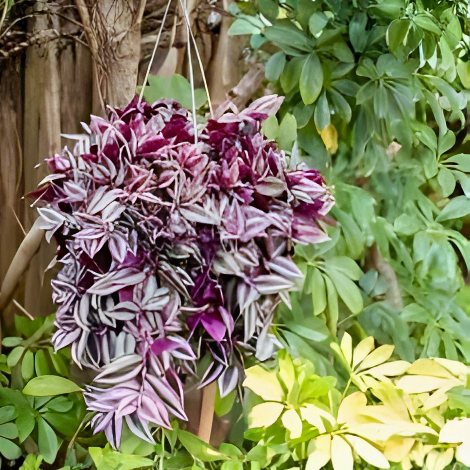 Tradescantia Zebrina Wandering Jew Plant Cuttings - Indoor Houseplant Starter, Bright Green Silver Foliage, Easy Care, Live Plant, 15 Clippings