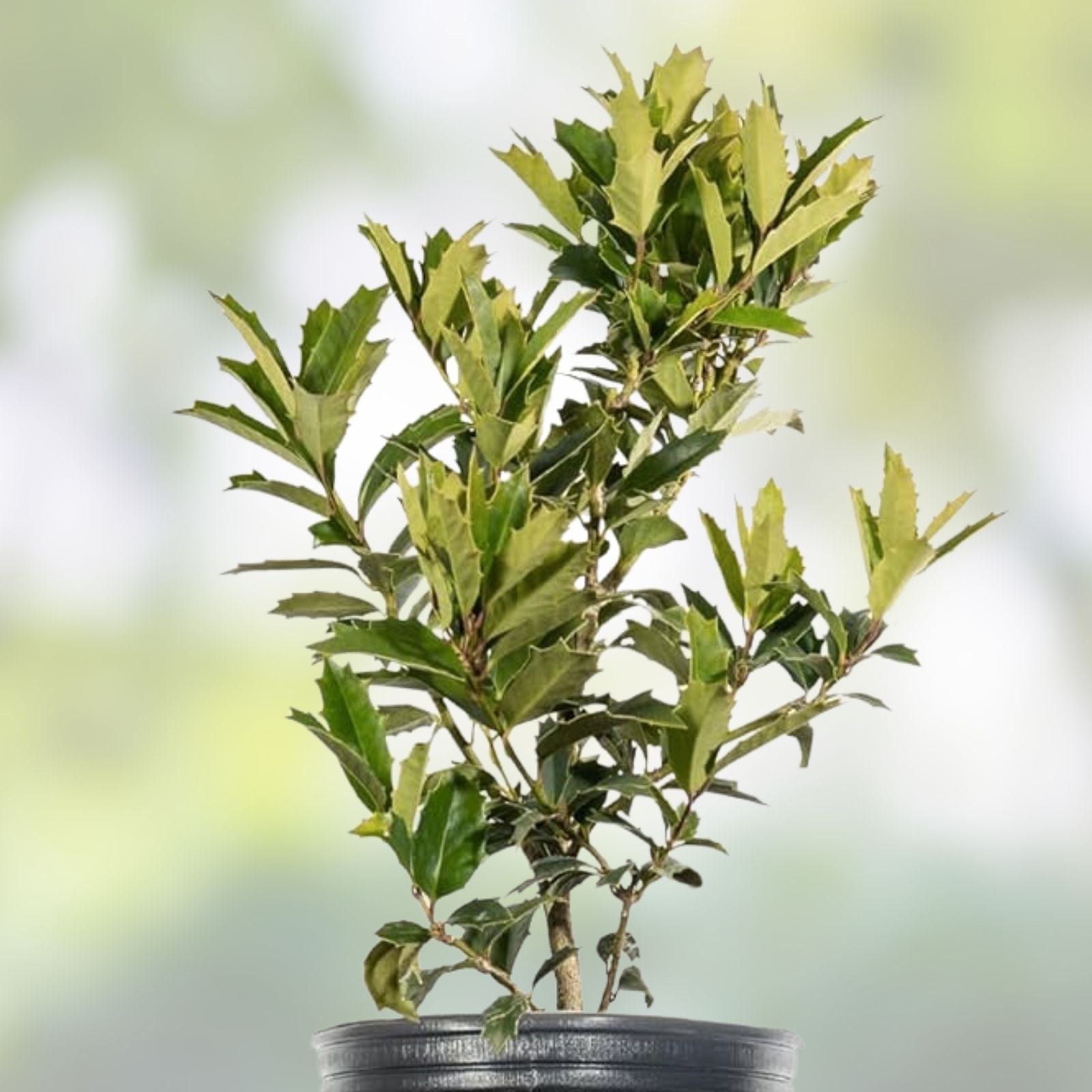 Oak Leaf Holly Plant Ilex x 'Oak Leaf' Evergreen Shrub Live Garden Plant Low Maintenance Landscape Foliage