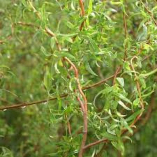 Green Curly Willow Trees, 4 Live Plants, Fast Growing Bonsai, Salix matsudana, Garden Landscape, Live Tree Set
