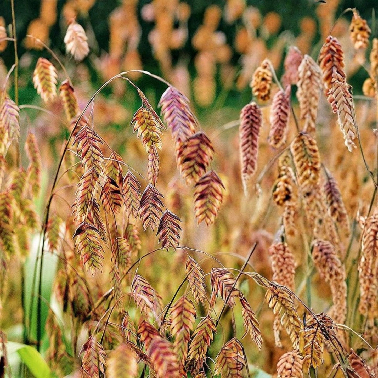 Northern Sea Oats Live Plant, Ornamental Grass, Chasmanthium latifolium, Hardy Perennial Ground Cover, Live Plant, Garden, Landscaping