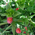 Aptenia cordifolia Red Pink Apple Ice Plant Succulent Cuttings 4-7 inches Houseplant Garden Starter
