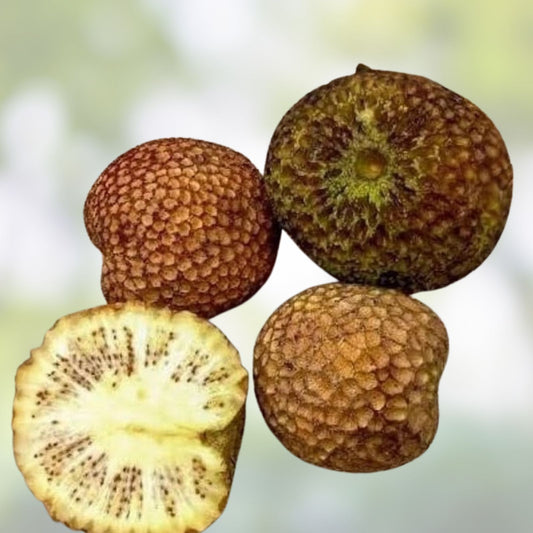 Nauclea xanthoxylon Tree Seeds – Tropical Hardy Fast-Growing Live Plant for Landscaping and Gardening