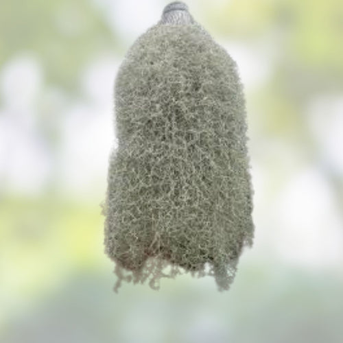 1 Gal Fresh Live Spanish Moss Air Plant for Orchids & Decor – Tillandsia Usneoides – Live Air Plant for Indoor & Outdoor Decor