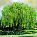 Weeping Willow Cuttings 4 Bright Green Salix babylonica Wisconsin Grown Garden Plant - Fast Growing