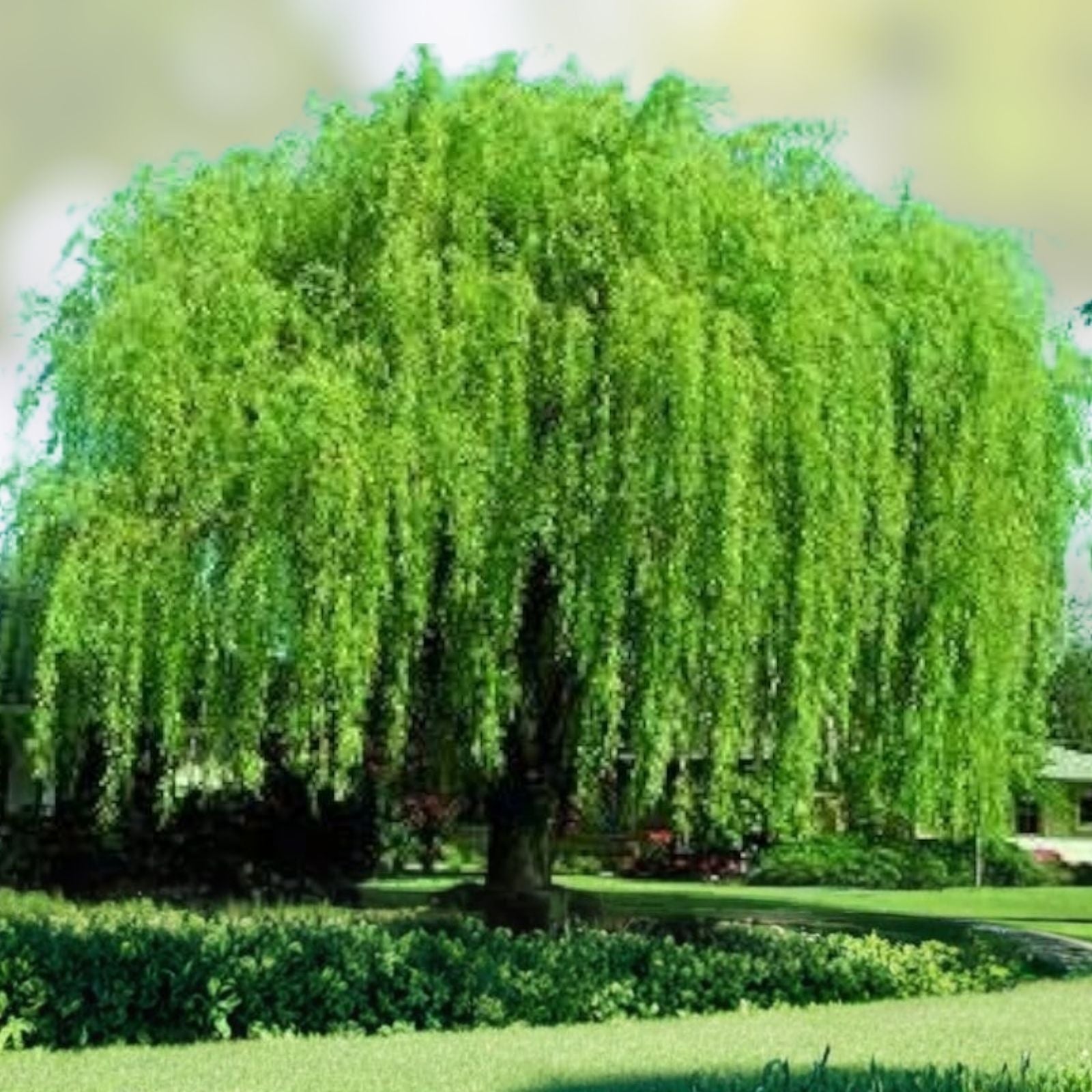 Weeping Willow Cuttings 4 Bright Green Salix babylonica Wisconsin Grown Garden Plant - Fast Growing