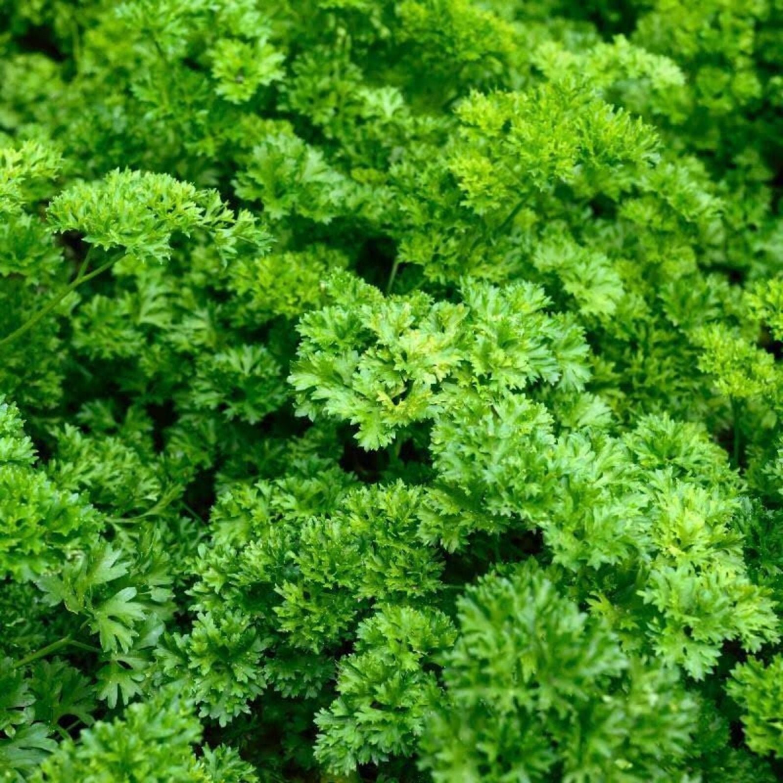 Moss Curled Parsley Seeds Heirloom Non-GMO Culinary Herb Organic Gardening 25+ Starter Plant