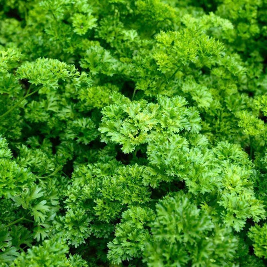 Moss Curled Parsley Seeds Heirloom Non-GMO Culinary Herb Organic Gardening 25+ Starter Plant