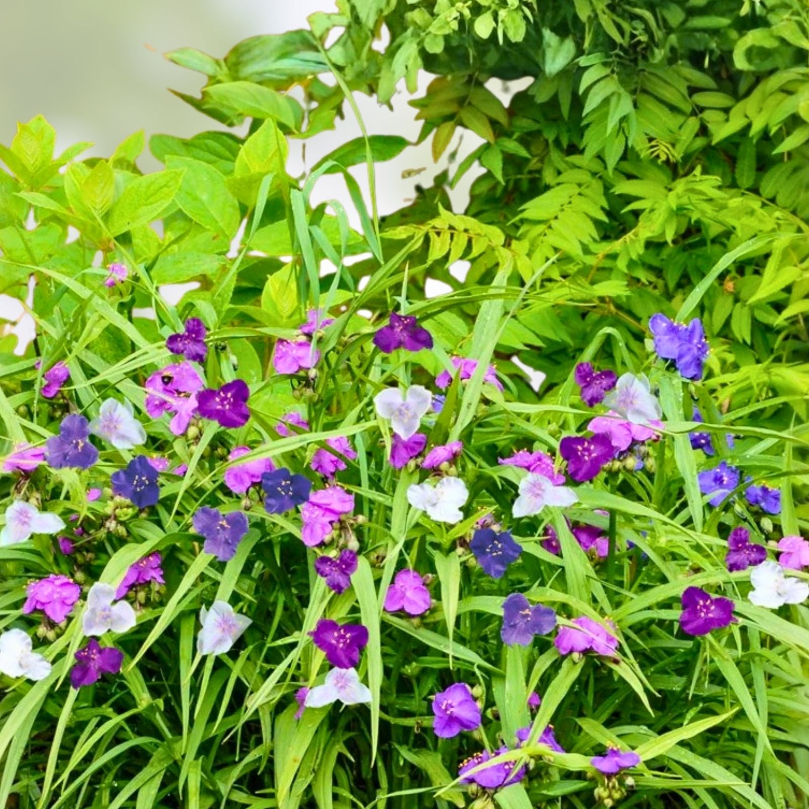 Live Widow's Tears Plant 5-Pack Commelina spp. Shade-Loving Blue Purple Blooms Rare Garden Flower