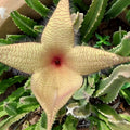 Stapelia grandiflora Cutting - Red Starfish Toad Cactus - Carrion Plant Succulent - Live Houseplant or Starter Plant