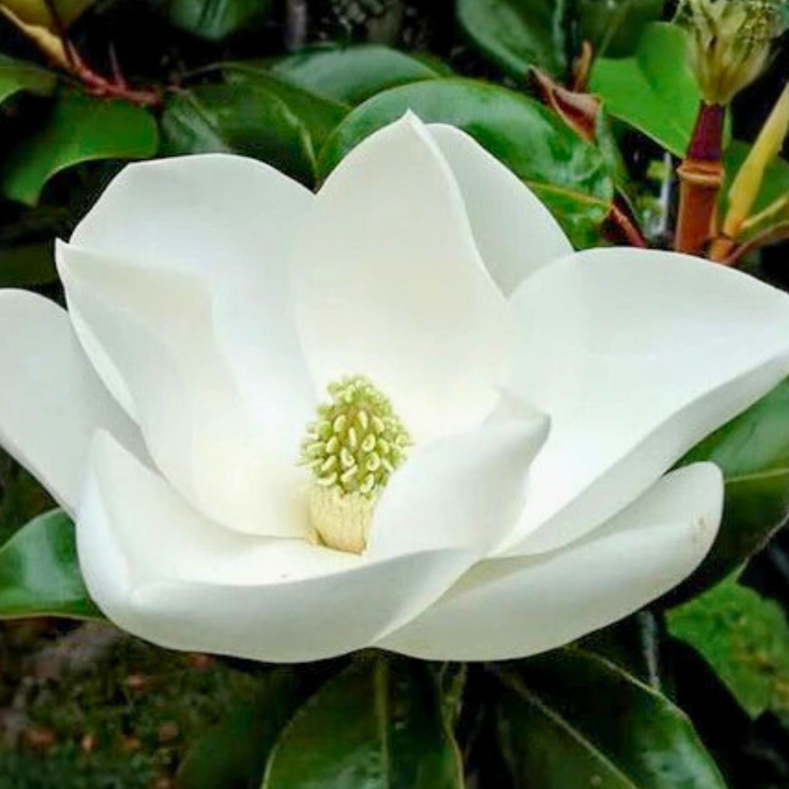 Southern Magnolia Tree Sapling 1-2 ft Live Evergreen Ornamental Magnolia grandiflora Starter Plant