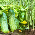 Pickling Cucumber Seeds 100 Pack Non-GMO Heirloom Cucumis sativus for Garden, Fresh Pickles, Vegetable Seeds
