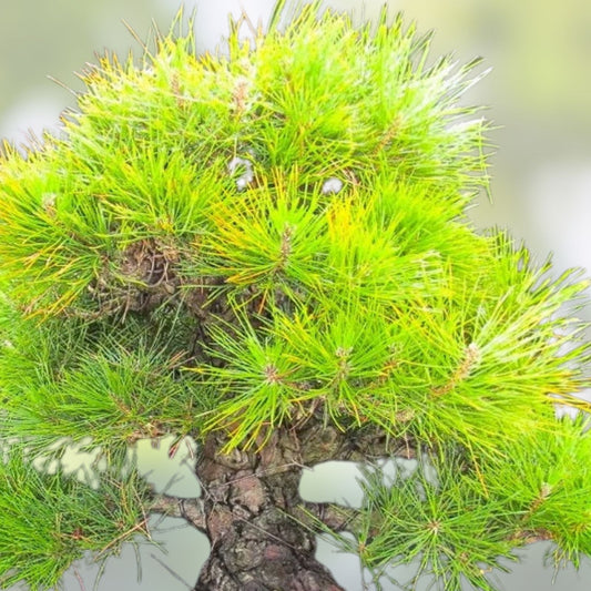 Juniper Bonsai Tree Seeds 25 Pack, Juniperus spp., Indoor & Outdoor Bonsai Starter Kit, Live Plant Cutting, Bare Root