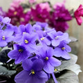 African Violet Cuttings Optimara Manitoba Standard 2 Unrooted Leaves Live Plant Propagation Houseplant
