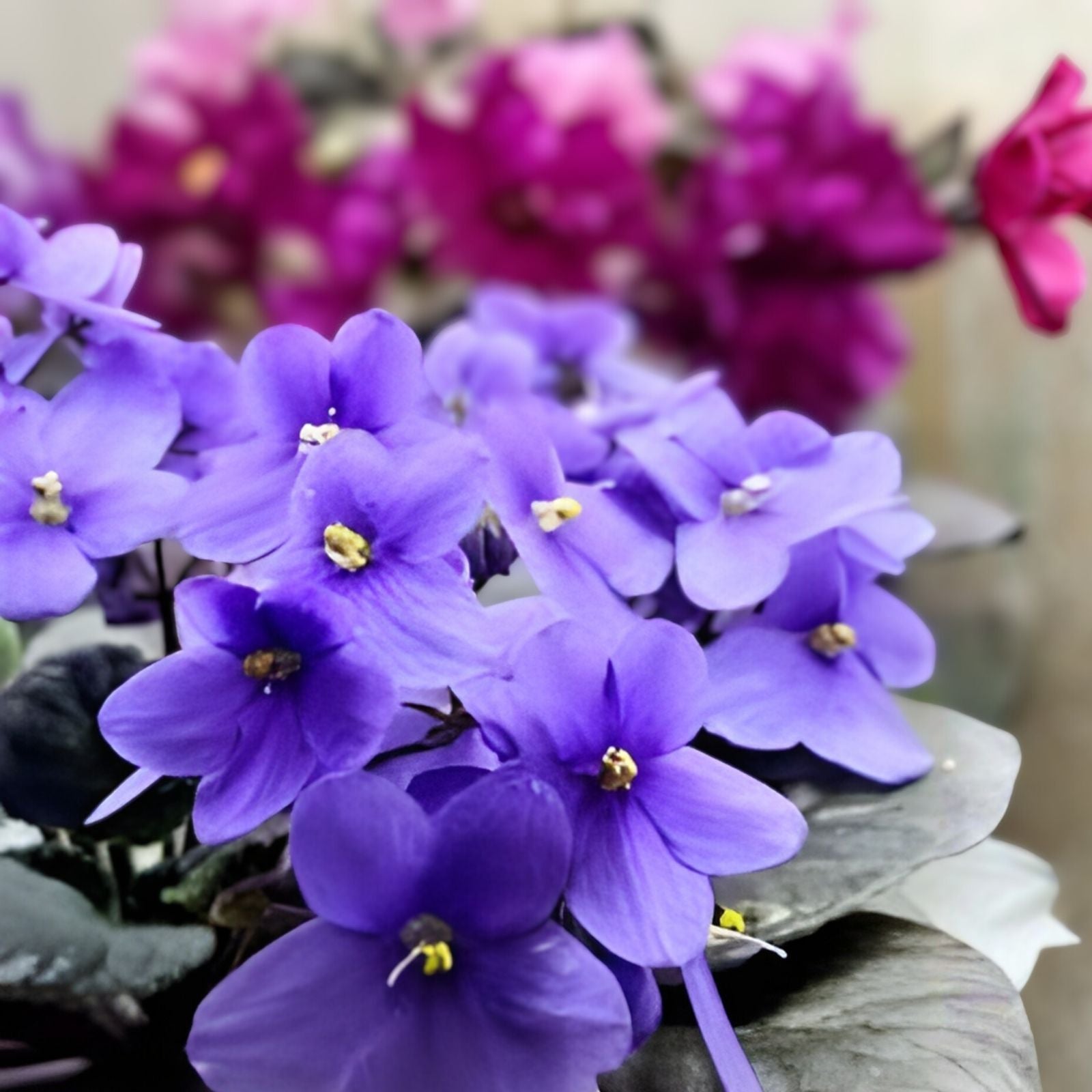 African Violet Cuttings Optimara Manitoba Standard 2 Unrooted Leaves Live Plant Propagation Houseplant