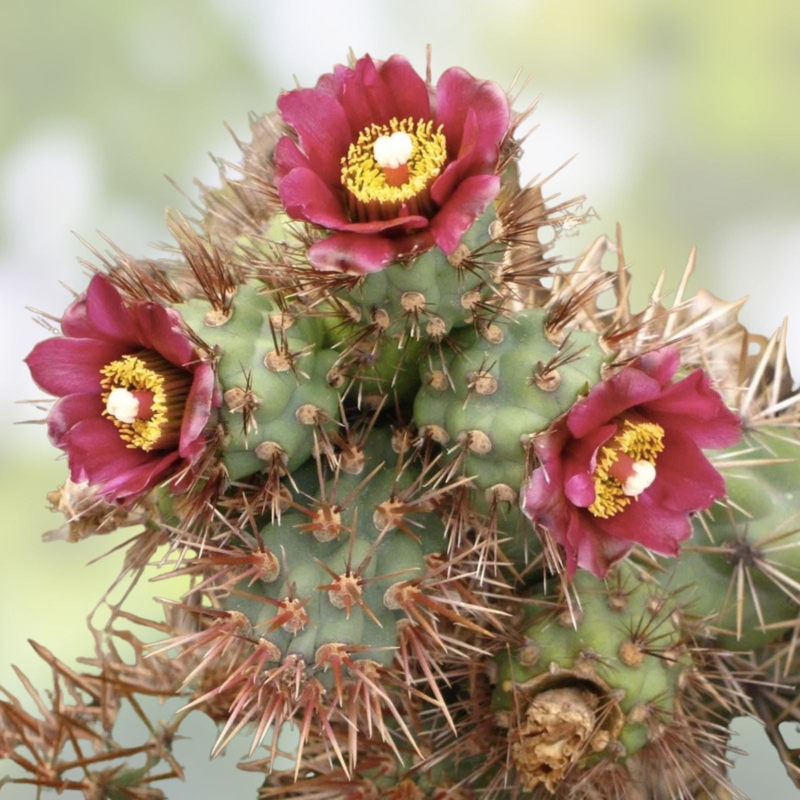 Cylindropuntia Prolifera Coastal Cholla Cactus Cutting Succulent Plant for Garden Indoor Decor Live Plant