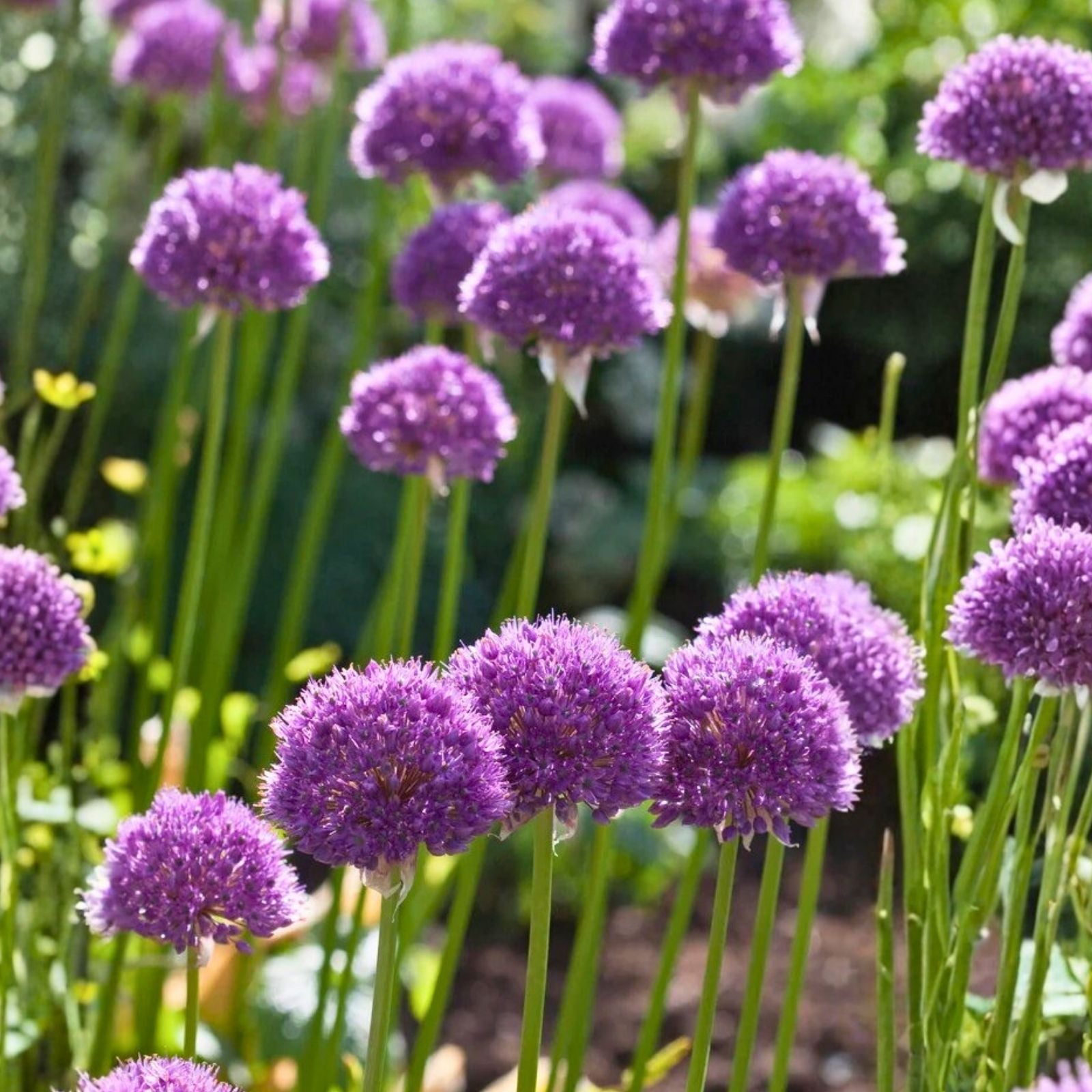 California White Garlic Bulbs 5-Pack | Allium sativum Softneck Garlic Bullets for Cooking & Gardening