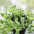 Variegated Ice Plant Dorotheanthus Live Rooted Cutting Succulent Indoor Outdoor Garden Plant
