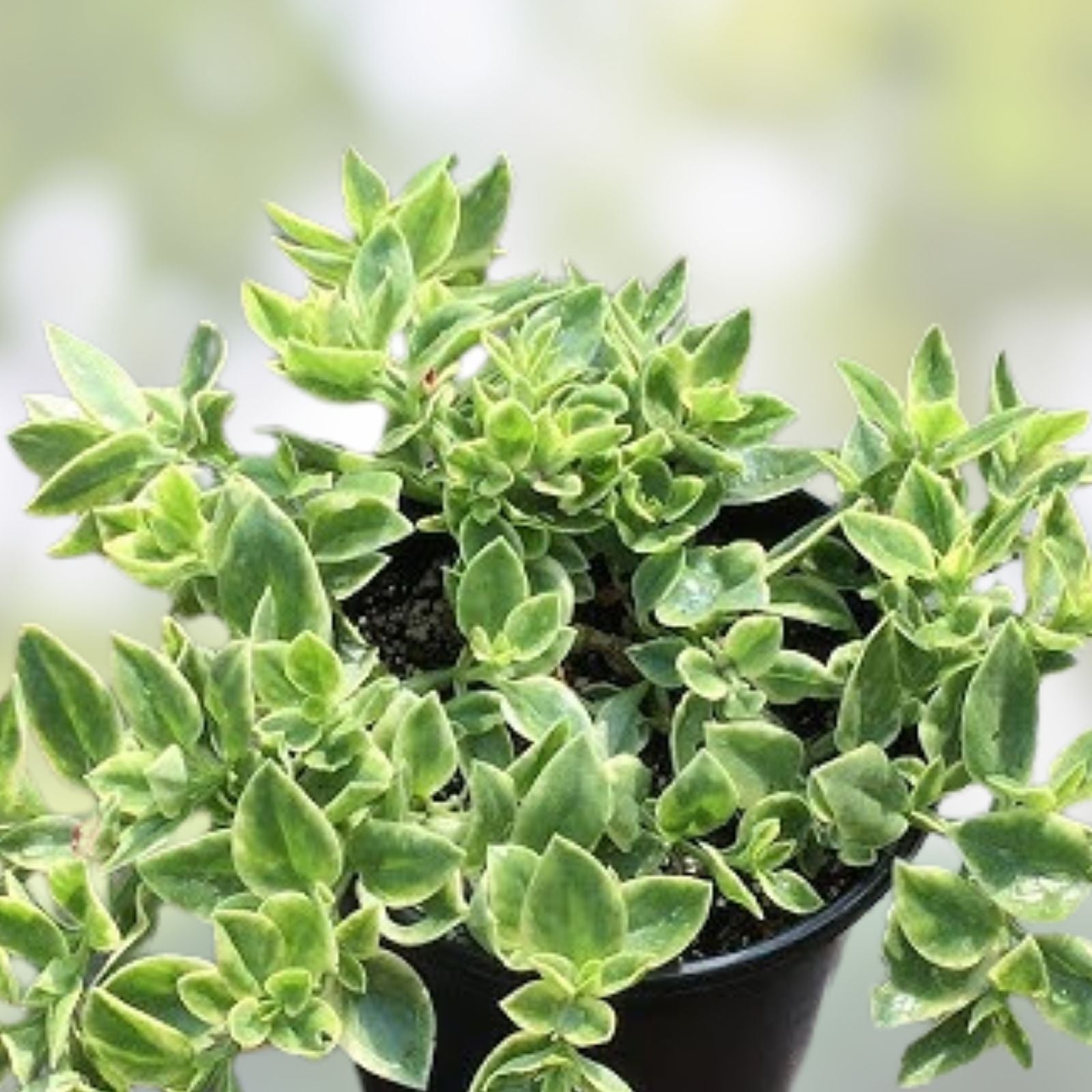 Variegated Ice Plant Dorotheanthus Live Rooted Cutting Succulent Indoor Outdoor Garden Plant