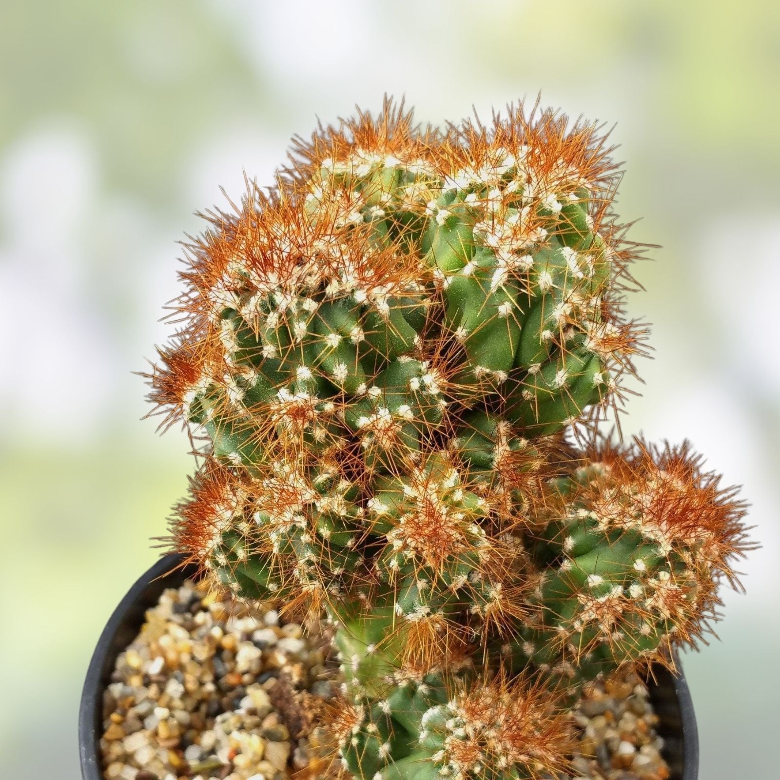 Large Monstrose Peruvian Apple Cactus Live Plant | Cereus peruvianus Succulent | Texas Grown Cactus | Houseplant or Garden Plant