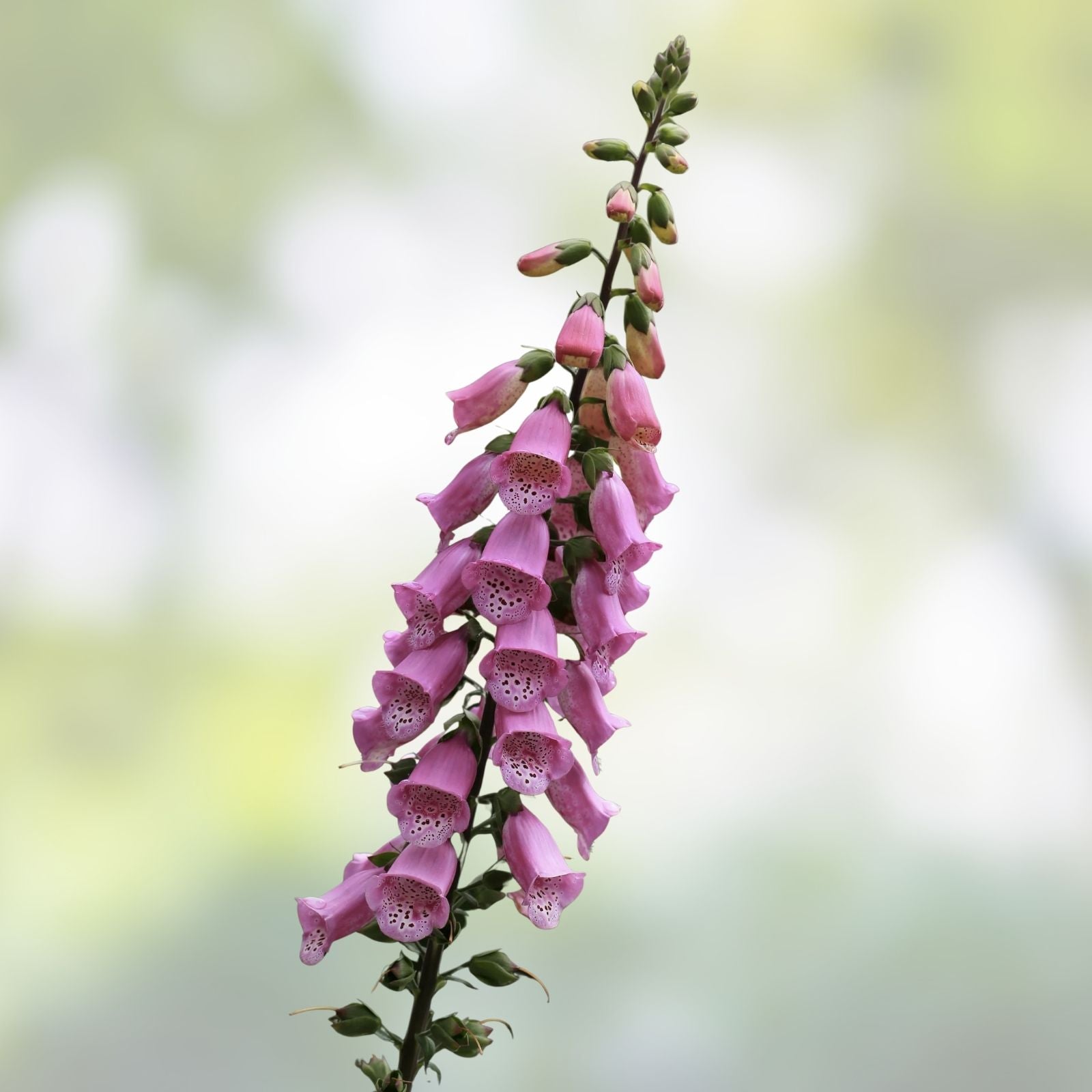 Foxglove Seeds Digitalis purpurea 1000 Organic Biennial Live Plant Cutting Bare Root Starter Houseplant Free Shipping