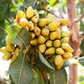 Pistachio Nut Tree Seeds 6 Pack – Green Pistacia Vera Planting Seeds for Gardening, Easy to Grow Nut Tree Seeds