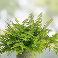 20 Pack Live Fern Plants, Indoor Houseplants, Lush Green Ferns, Houseplant Starter, Decorative Fern Cuttings