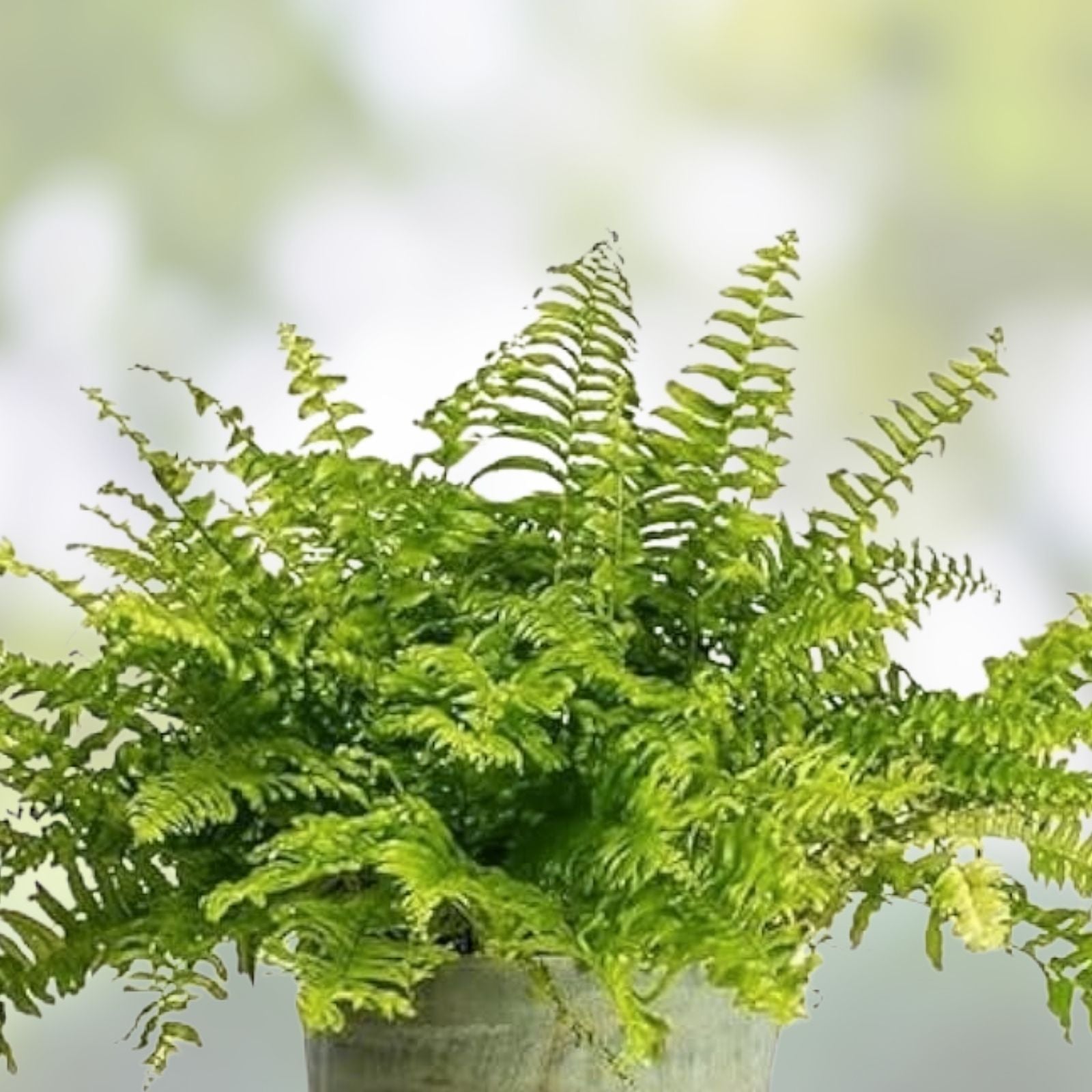 20 Pack Live Fern Plants, Indoor Houseplants, Lush Green Ferns, Houseplant Starter, Decorative Fern Cuttings