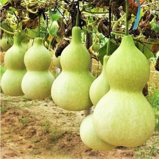 Gourd Seeds 10 Bushel Size Giant Round Gourds Lagenaria siceraria for Planting, Ornamental & Decorative Use