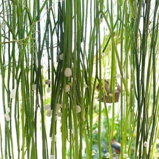 Rhipsalis baccifera Cuttings Epiphytic Cactus Live Plant White Blooms Starter Clippings