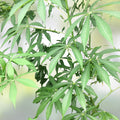 Yuca Cassava Cuttings Organic Live Stem Plant Manihot Esculenta Florida Grown 8-12 Inches