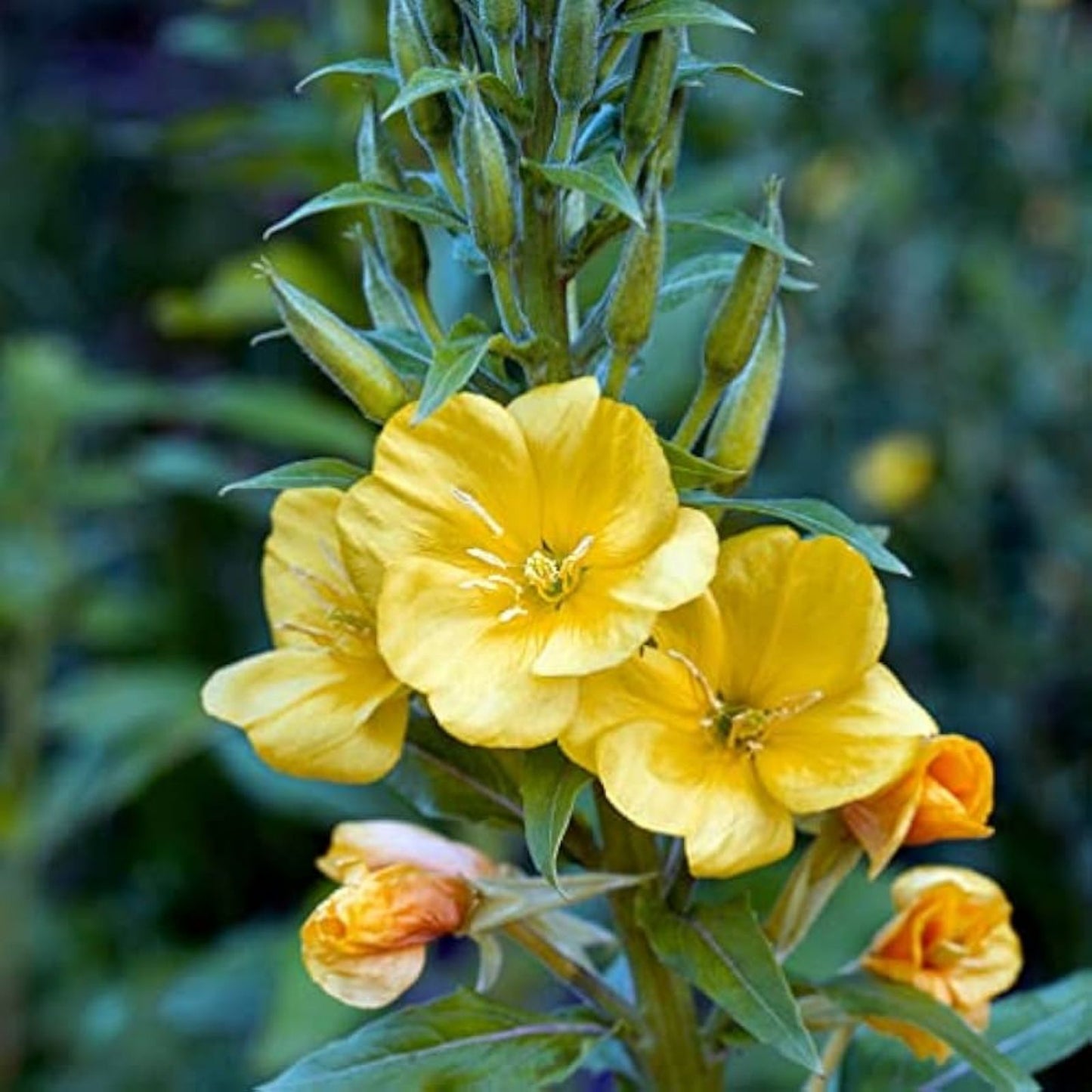 Evening Primrose Seeds 100 Pack | Organic Perennial Wildflower Seeds | Oenothera biennis Flower Seeds for Planting