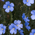 Blue Flax Seeds for Planting - 1 oz Pack - Blue Wildflower - Linum perenne - Native Garden Flower Seeds