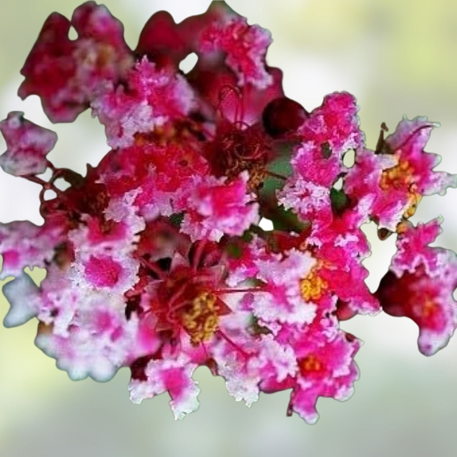 Queens Lace Crepe Myrtle Cutting Variegated Dark Pink White Live Plant Starter Tree
