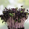 Non-GMO Carrot Seeds Little Fingers Variety | Organic Daucus carota Heirloom Garden Seeds 500+