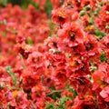 Globemallow Seeds Sphaeralcea ambigua Drought Tolerant Flowering Shrub Native Wildflower Plant
