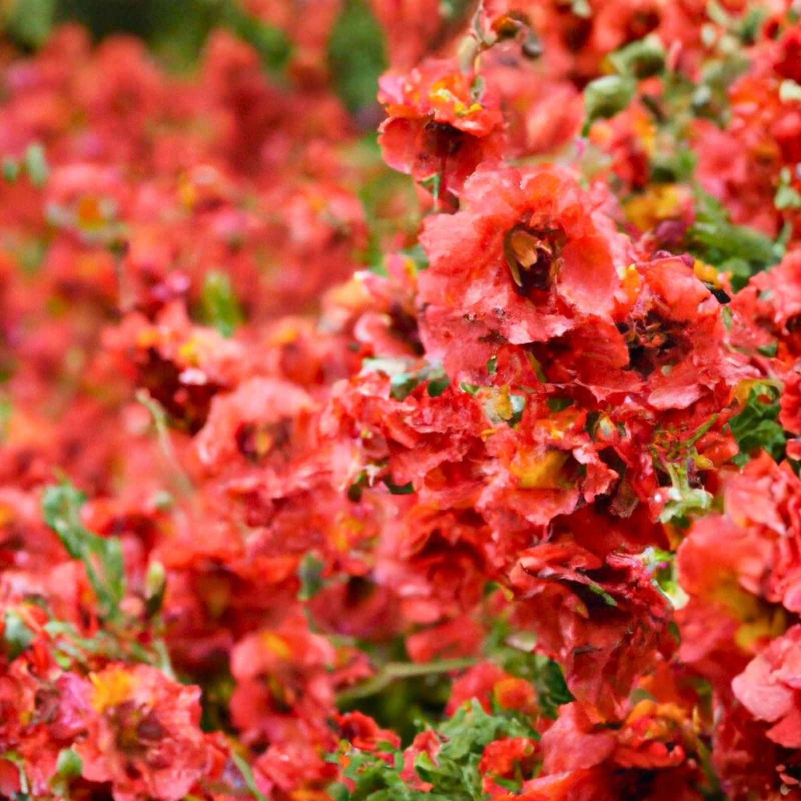 Globemallow Seeds Sphaeralcea ambigua Drought Tolerant Flowering Shrub Native Wildflower Plant