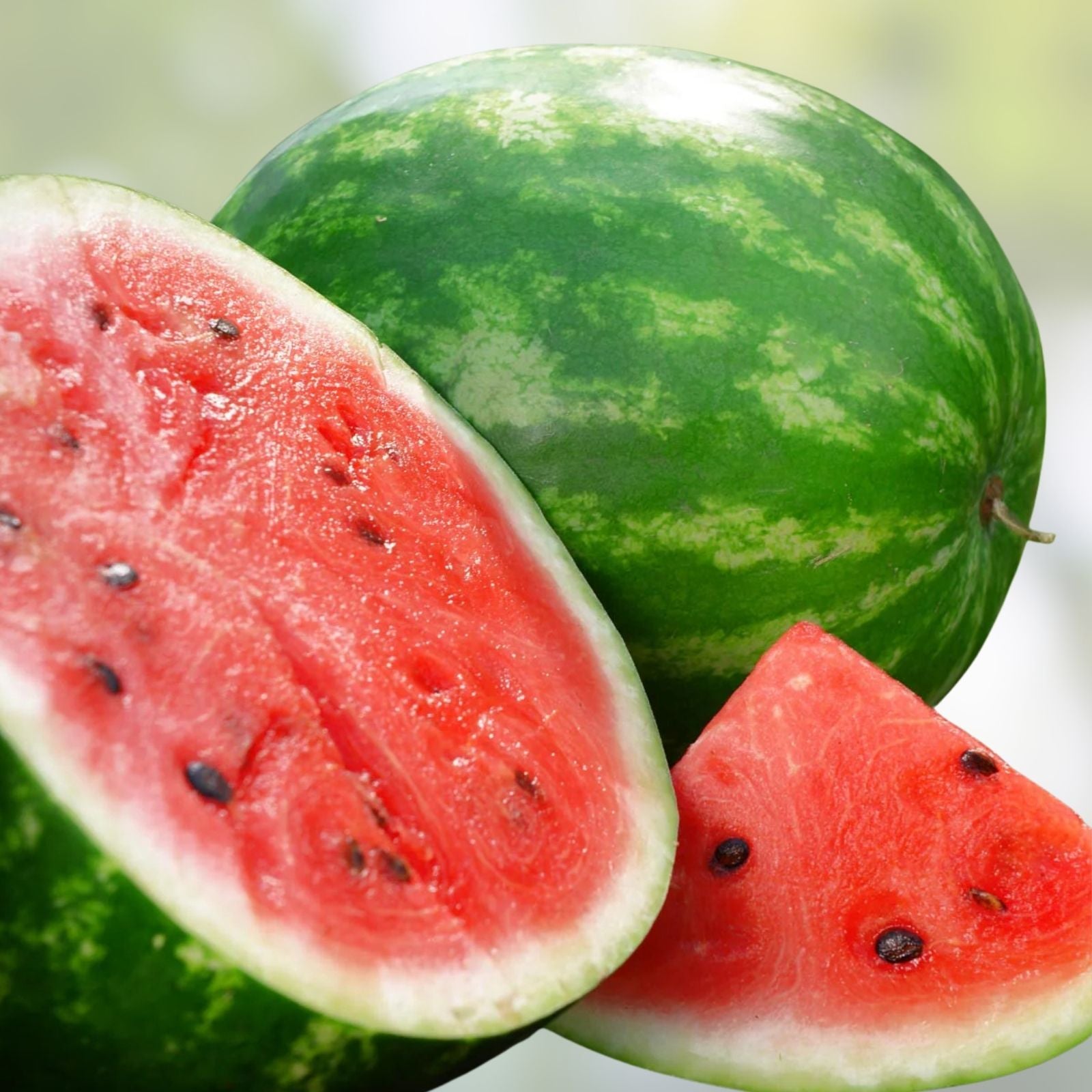 Crimson Sweet Watermelon Seeds Organic Heirloom 50 Pack Citrullus lanatus Live Plant Cutting Bare Root Starter Plant