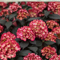 Rare Hydrangea macrophylla Bundle 4 Rooted Cuttings Dark Foliage Garden Flower Plant Ornamental Shrubs
