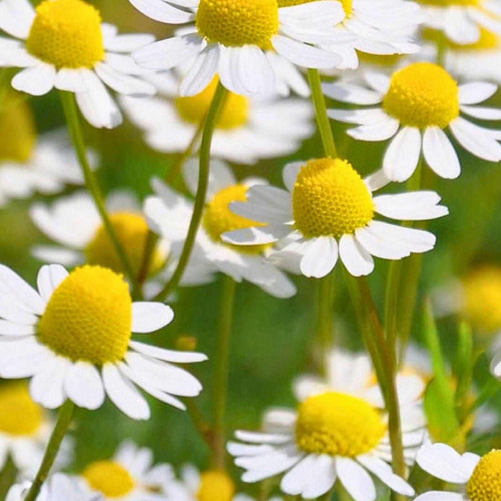 German Chamomile Seeds 100+ Heirloom Non-GMO Medicinal Herb Tea Plant Organic Gardening Starter Plant