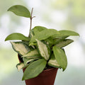Hoya Krimson Princess Cuttings - 3 Inch Unrooted Tropical Houseplant - Hoya carnosa var. Krimson Princess - Fast Growing