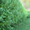 Black Weeping Willow Cuttings Salix Nigra Live Plant for Gardening Landscaping Pre-Bonsai Tree