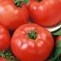 Keystone Sweet Giant Pepper Seeds 50 Pack Capsicum annuum Vegetable Seeds for Garden, Cooking, Fresh Eating
