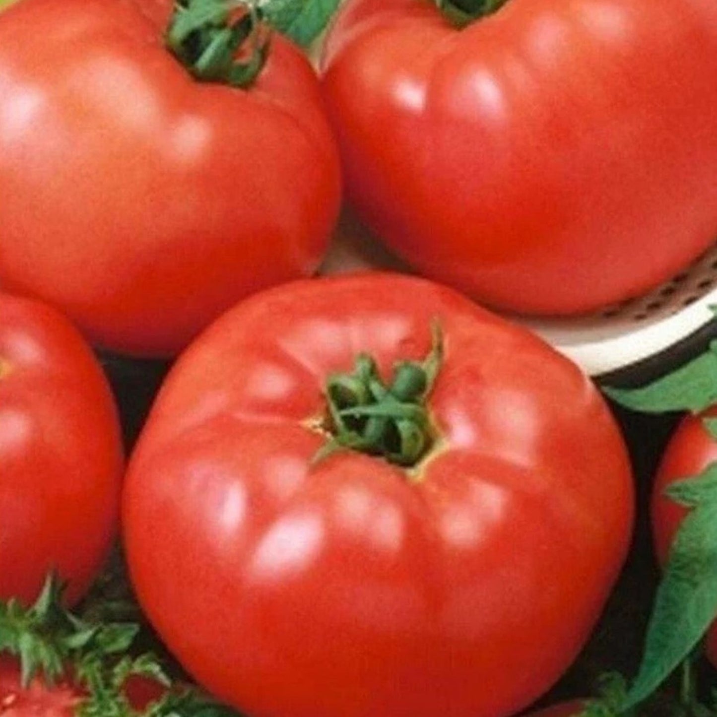 Keystone Sweet Giant Pepper Seeds 50 Pack Capsicum annuum Vegetable Seeds for Garden, Cooking, Fresh Eating