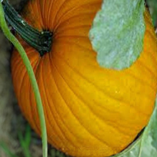 Organic Connecticut Field Pumpkin Seeds 100-Pack Non-GMO Cucurbita pepo Heirloom Vegetable Seeds for Planting