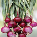 Burgundy Red Onion Seeds 100 Count Heirloom Non-GMO Allium cepa Vegetable Seeds for Garden, Starter, or Planting
