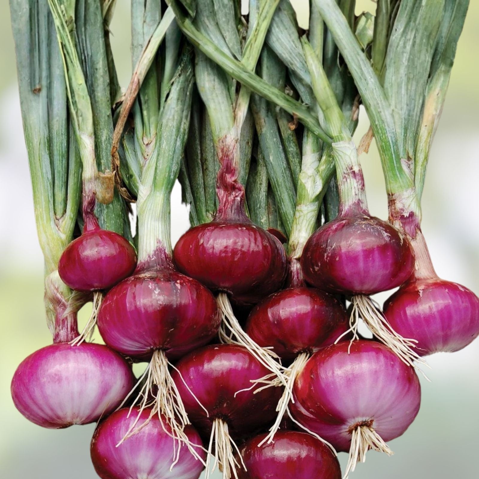 Burgundy Red Onion Seeds 100 Count Heirloom Non-GMO Allium cepa Vegetable Seeds for Garden, Starter, or Planting