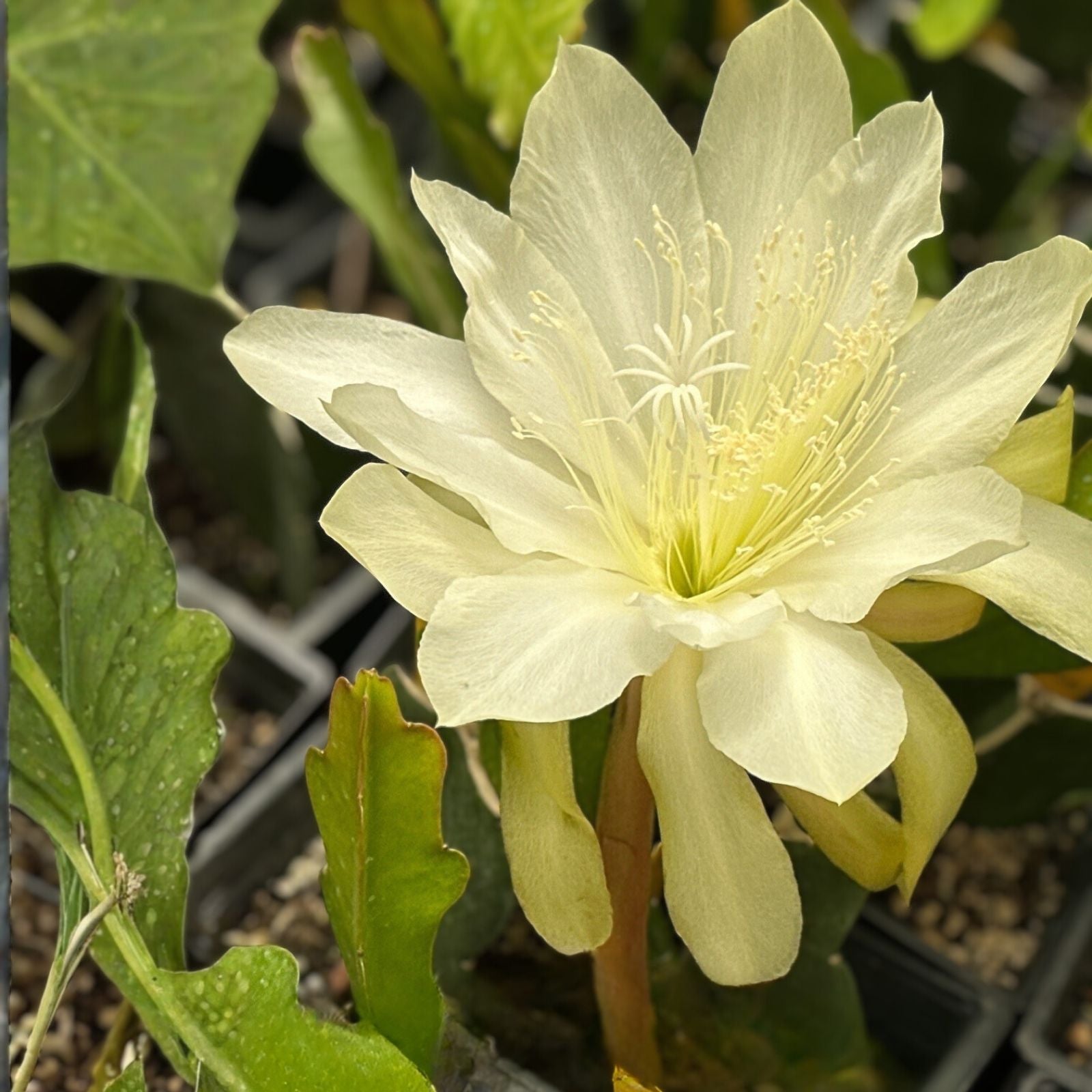 Epiphyllum HB Garden Sprite Orchid Cactus Unrooted Cutting Tropical Houseplant Live Plant