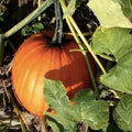 Tiger Melon Seeds - 10 Rare Exotic Garden Fruit Seeds - Cucumis melo var. tigrius - Unique Tropical Melon Variety